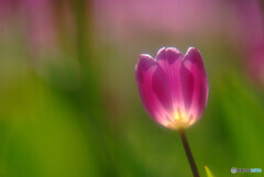 未来予想✿癒しの時を