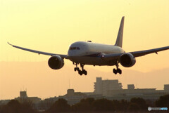 会いにいこうⅢ✈ANA Boeing787-8