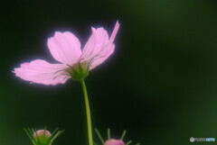 希望の灯り✾秋