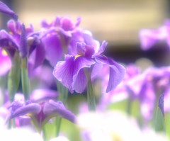 秘密の花園・華