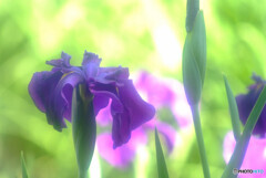 菖蒲月の恋✿2022