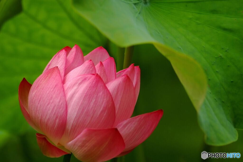 Memories of JuneⅡ✾蓮