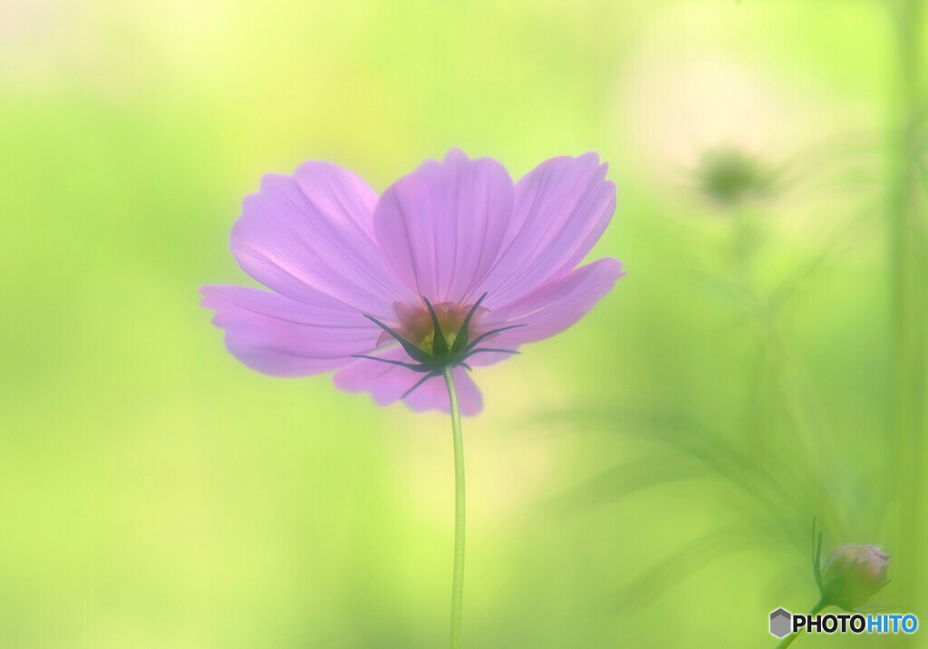 やすらぎの時・華