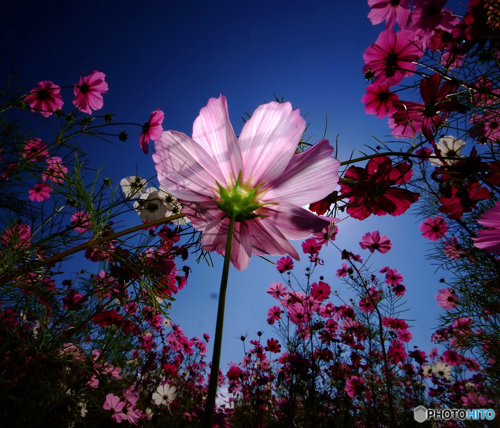 君は天然色・2015