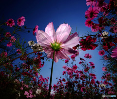 君は天然色・2015