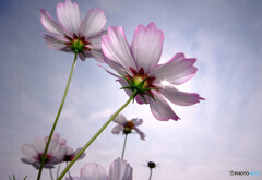 いい日秋桜・令和