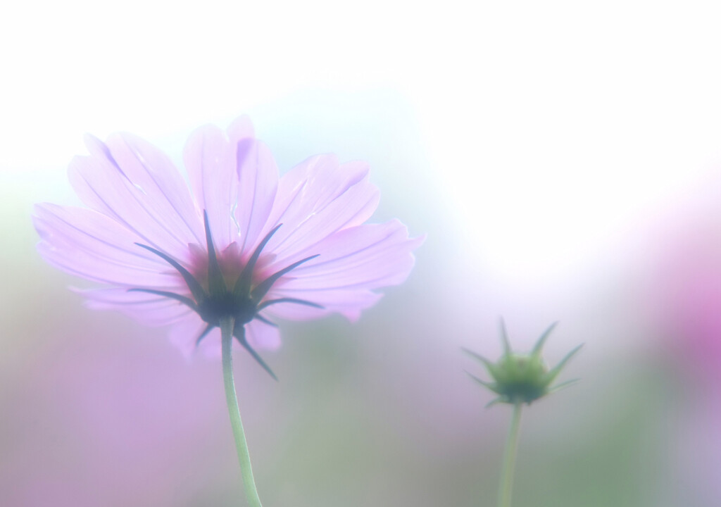永遠に美しく・秋桜
