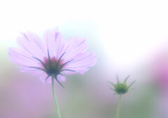永遠に美しく・秋桜