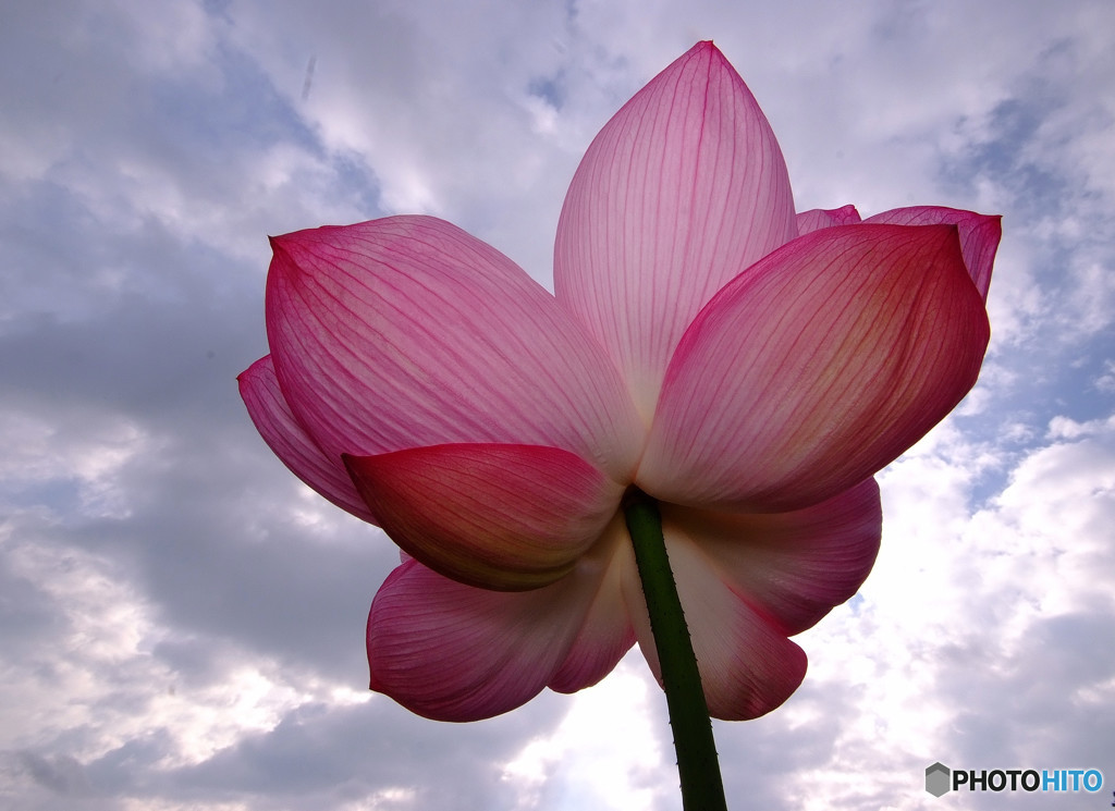 文月の太陽・蓮