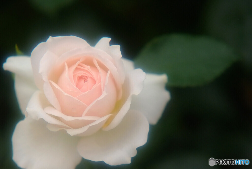 秘密の花園・恋