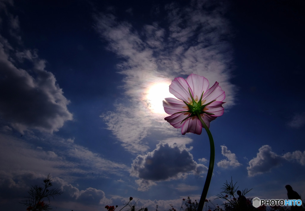秋の紋章・秋桜