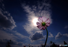 秋の紋章・秋桜