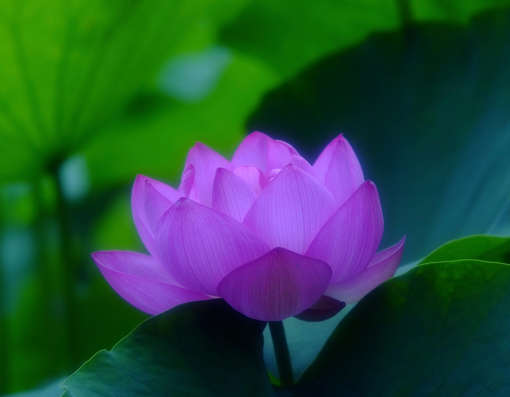 幸せの時間（Ⅵ）・蓮