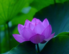 幸せの時間（Ⅵ）・蓮