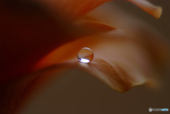 恋する惑星・夏