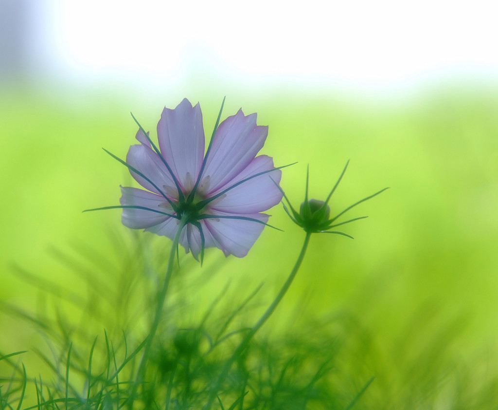 感謝・こすもす