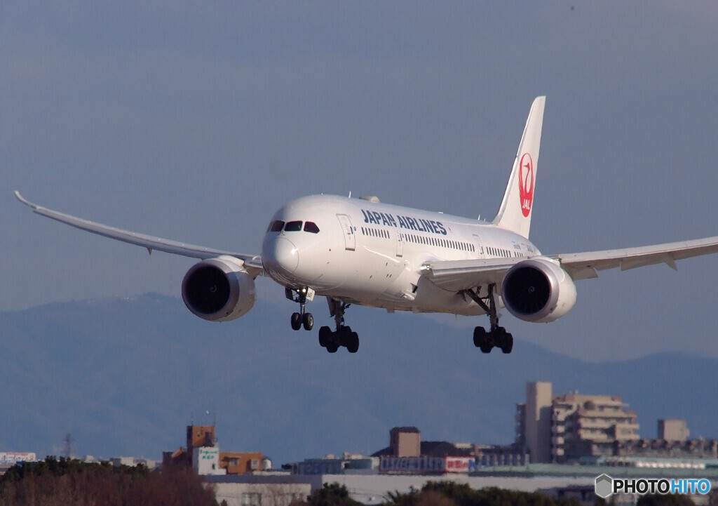 Afternoon Wings✈787-8