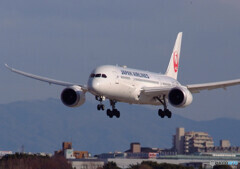 Afternoon Wings✈787-8