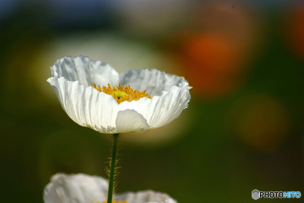 Poppy日記✿春の宴