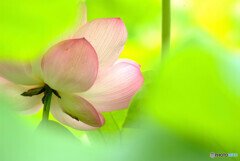 涼やかに✿七月の朝