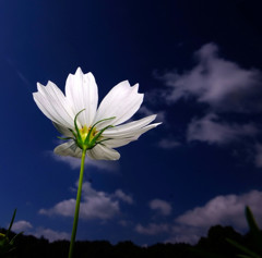 秋華・コスモス