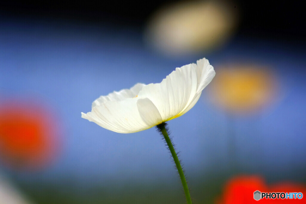 希望の灯❁花の丘