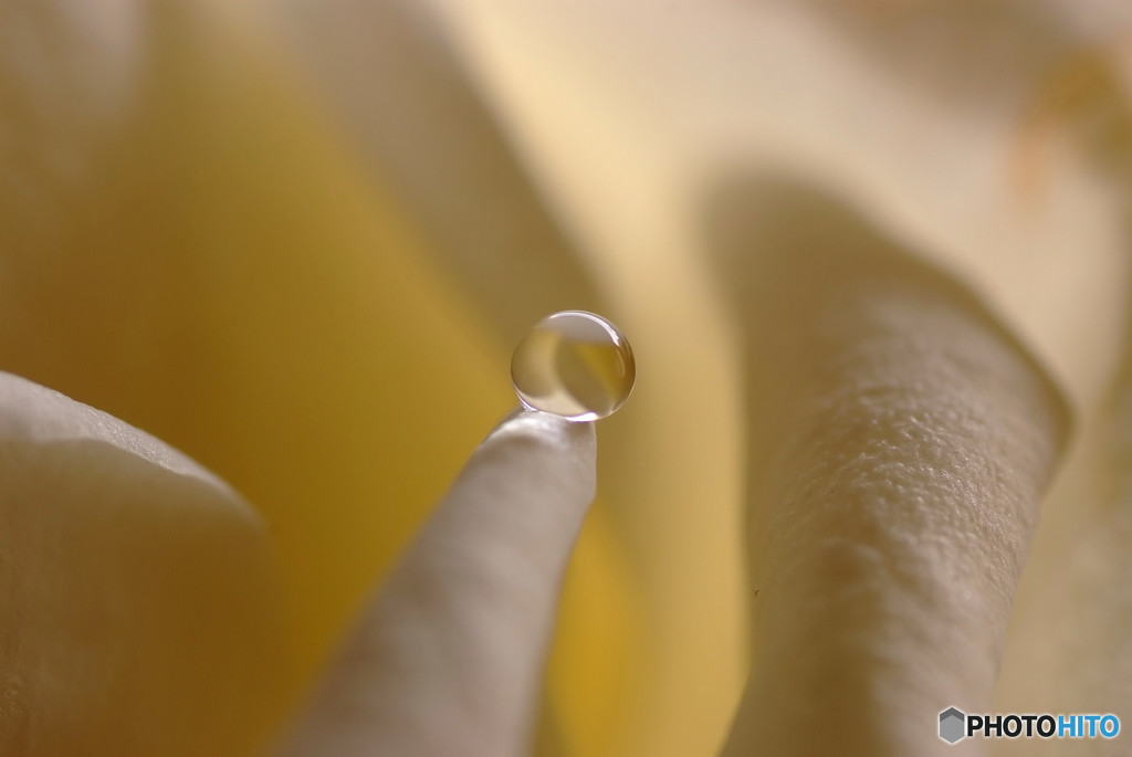 素直なままに・雫