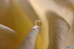 素直なままに・雫