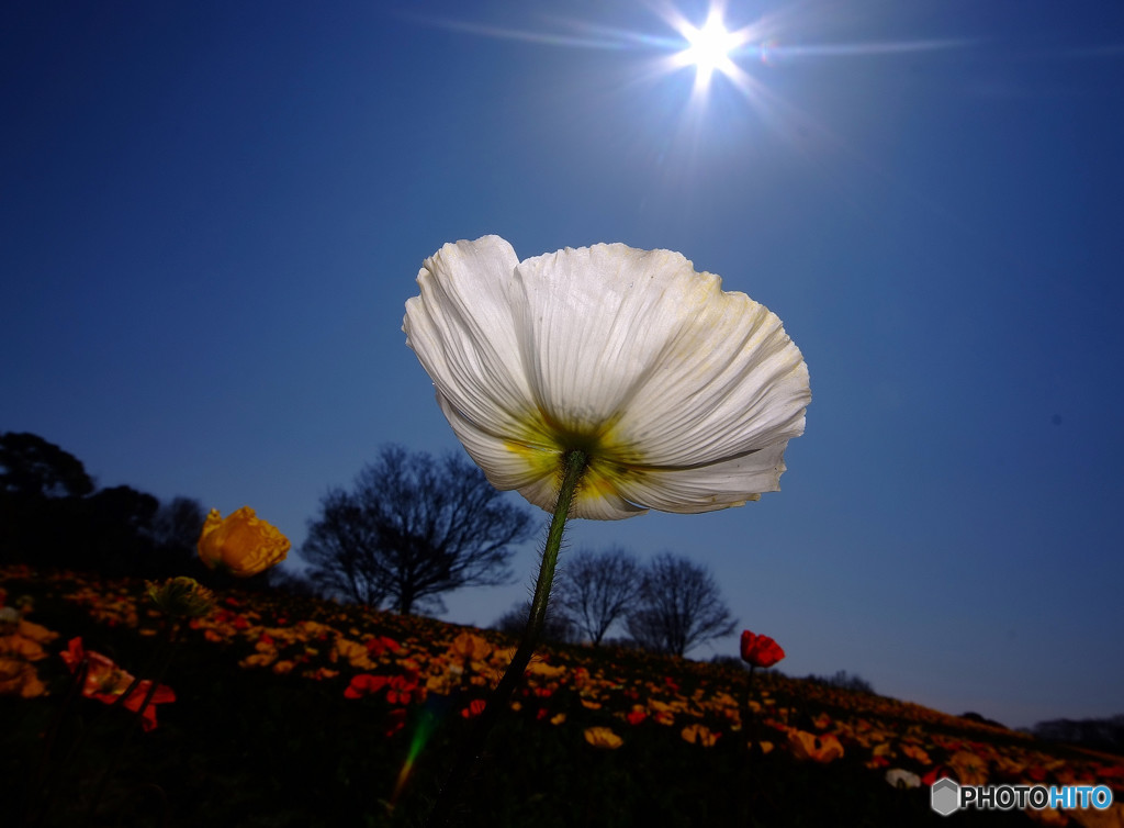 ダイヤモンドと華