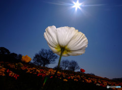 ダイヤモンドと華