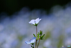 瑠璃唐草✿凛として