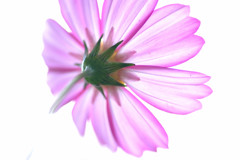 秋風のいたずら・2015