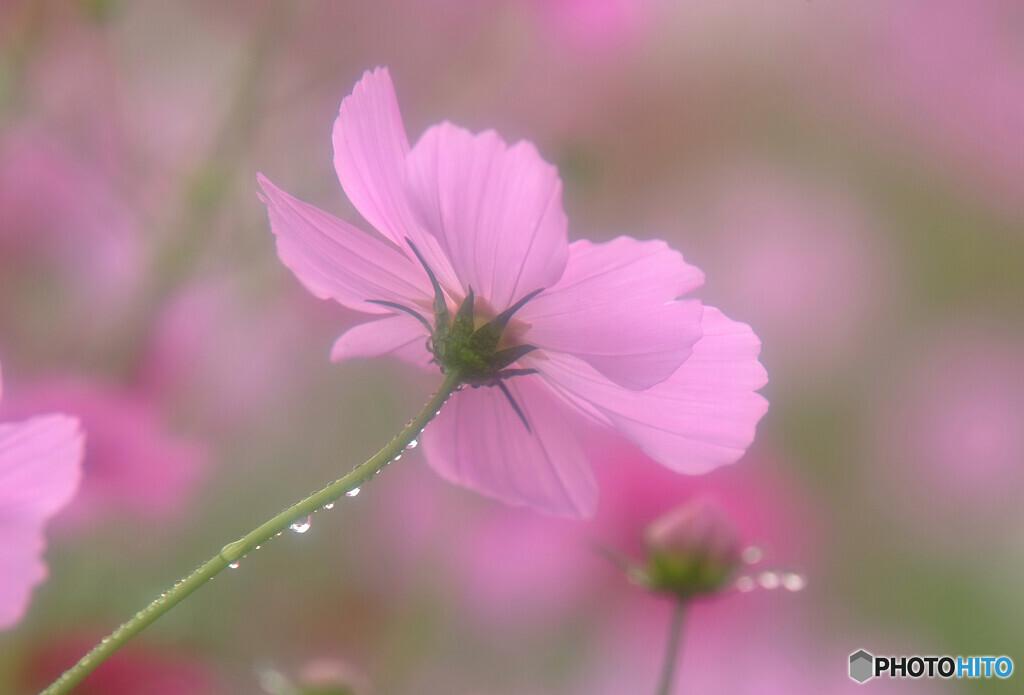 Cosmos theaterⅩ✿2020秋