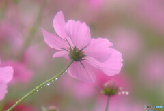 Cosmos theaterⅩ✿2020秋