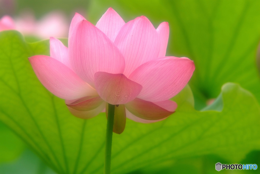 雨は気まぐれ・蓮