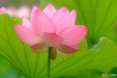 雨は気まぐれ・蓮