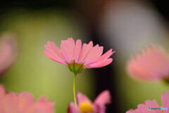 愛しき恋人✿秋桜2024