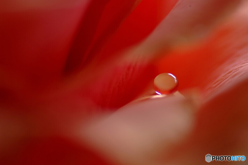 春色に・・・✿瞳