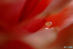 春色に・・・✿瞳