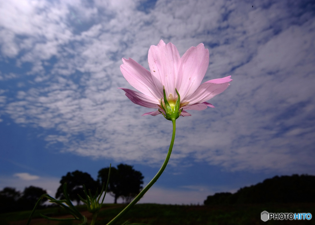 希望・秋桜