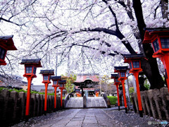 そうだ　京都に帰ろう！桜