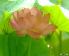 舞姫（Ⅲ）・蓮