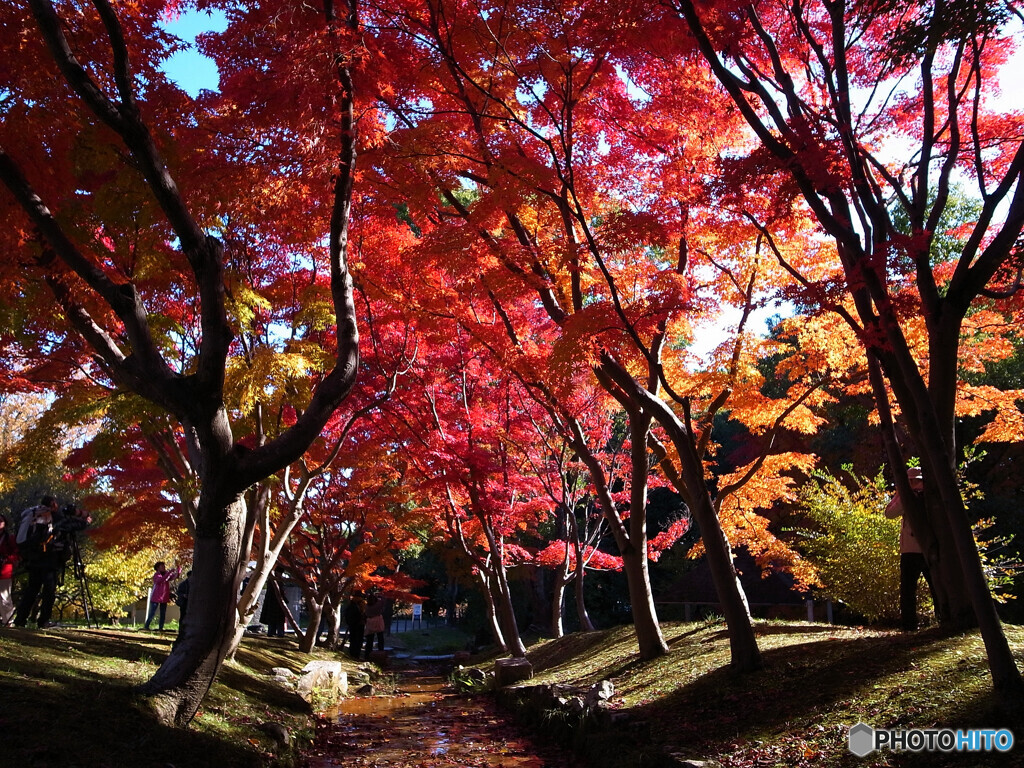 極月の朝❁紅葉