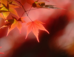 小さな秋・見つけたよ