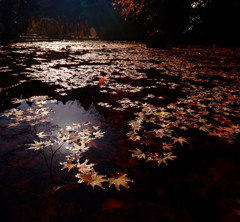 ラストシーン・紅葉