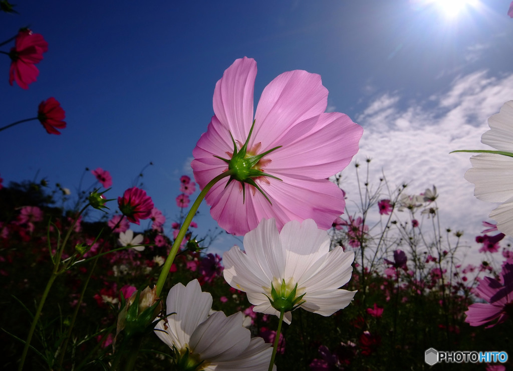 MY STORY・君に恋して