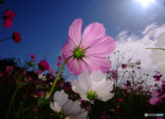 MY STORY・君に恋して