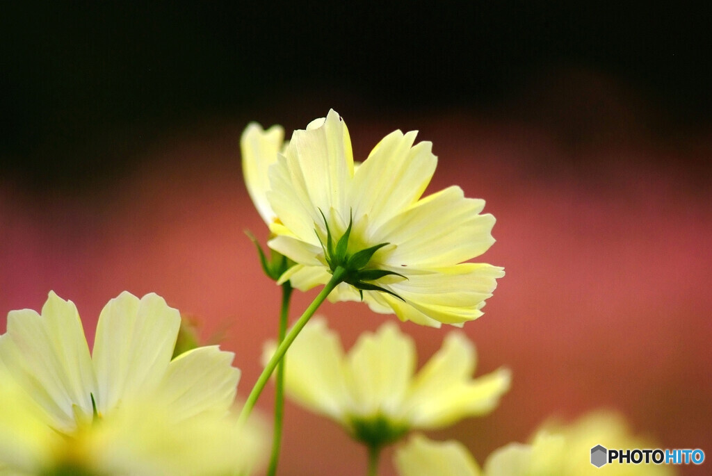 愛しき華✿花の丘