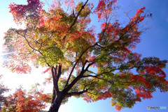 紅葉・HANABI