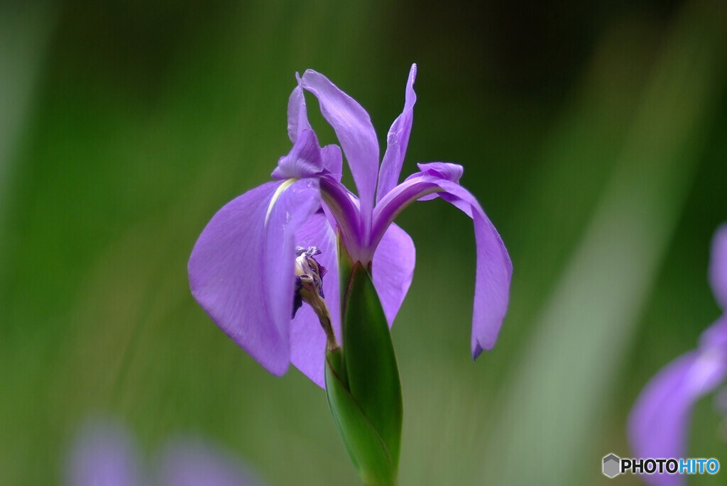 Iris laevigata❁皐月の午後